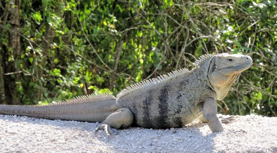 cayman islands adventure 7 days/6 nights