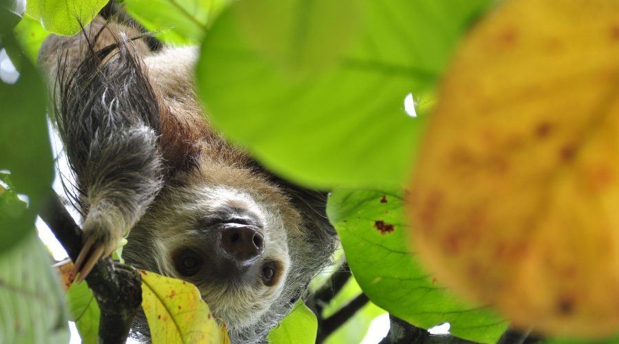 monkeys and sloth hangout plus beach day past