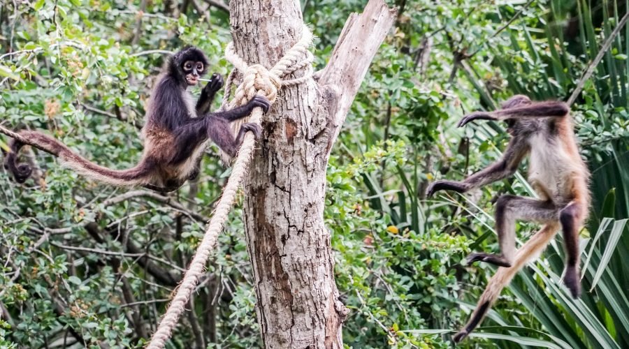 monkeys & sloth hangout,chocolate factory,rum factory, island tour/beach