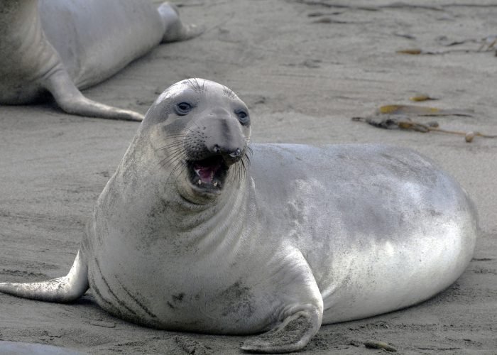 Elephant seal ACE