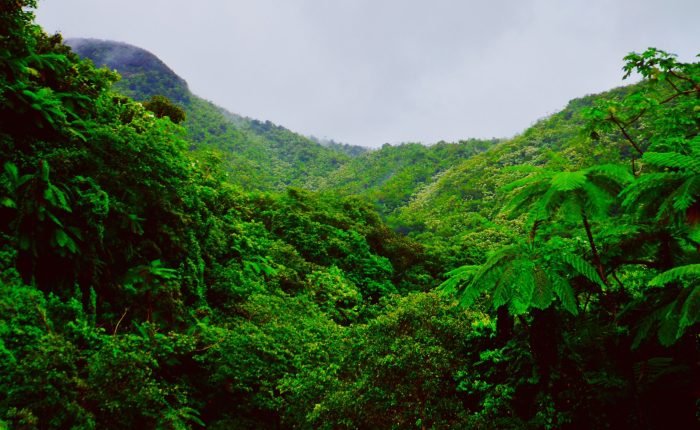 Puerto Rican forest