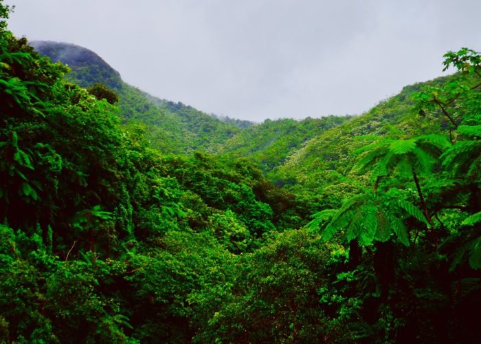 Puerto Rican forest