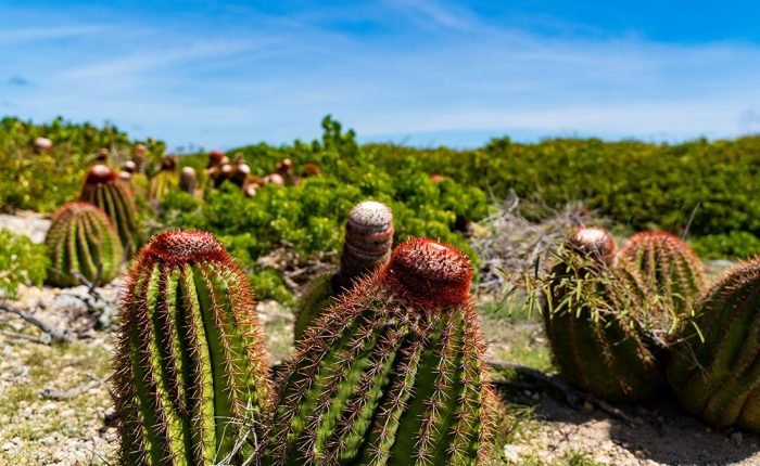 turks head cactus turks caicos islands