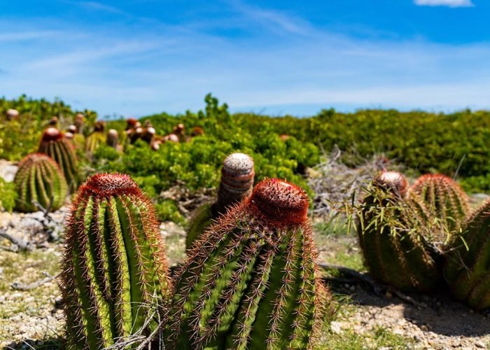 turks head cactus turks caicos islands