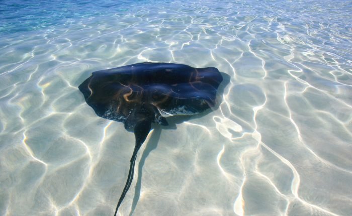 escape to turks and caicos  5days/4 nights