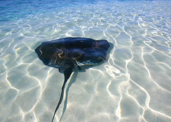 escape to turks and caicos  5days/4 nights