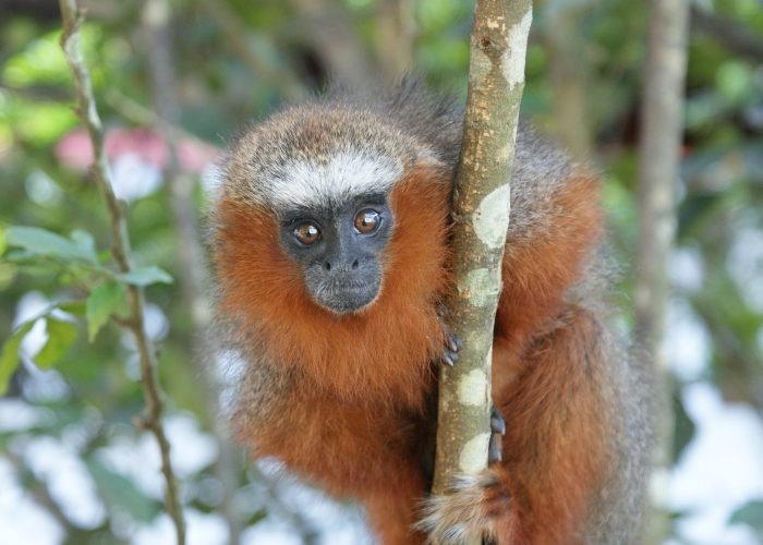 amazon rainforest adventure  4 days /3nights