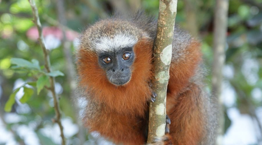 amazon rainforest adventure  4 days /3nights