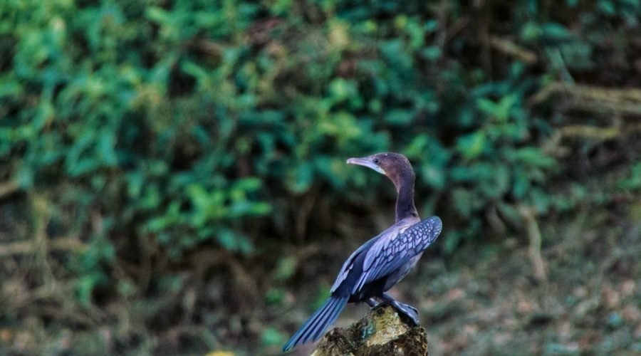 jungle bliss at tapiri floating lodge in the heart of the amazon  5 days & 4 nights