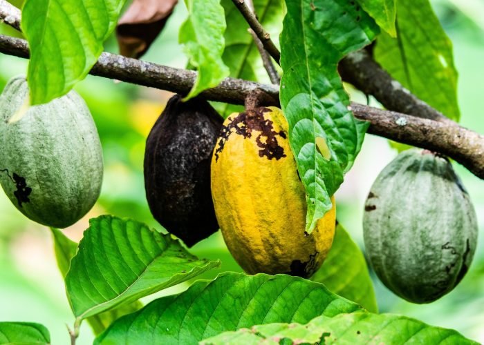 Adela Farm Experience