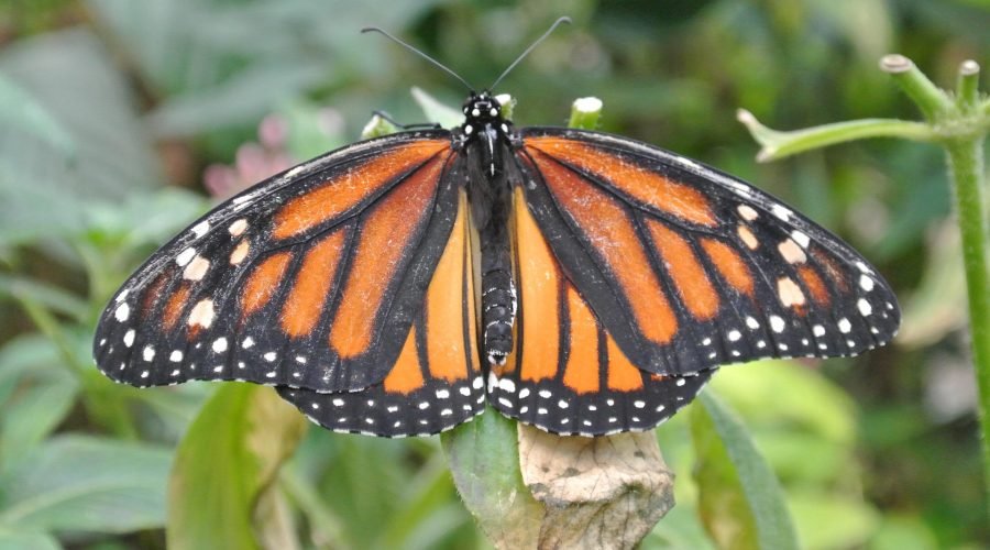 full day hike in manzanillo