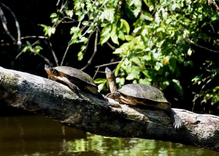 turtles at Ganaconda Lagoon