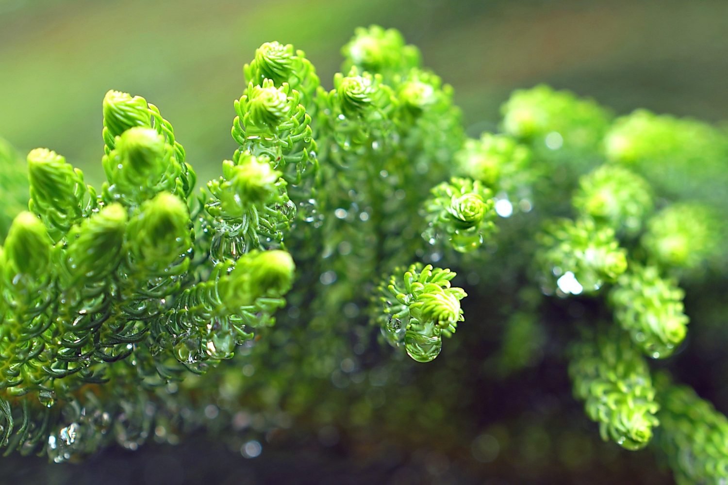 norfolk island discovery itinerary 7-day