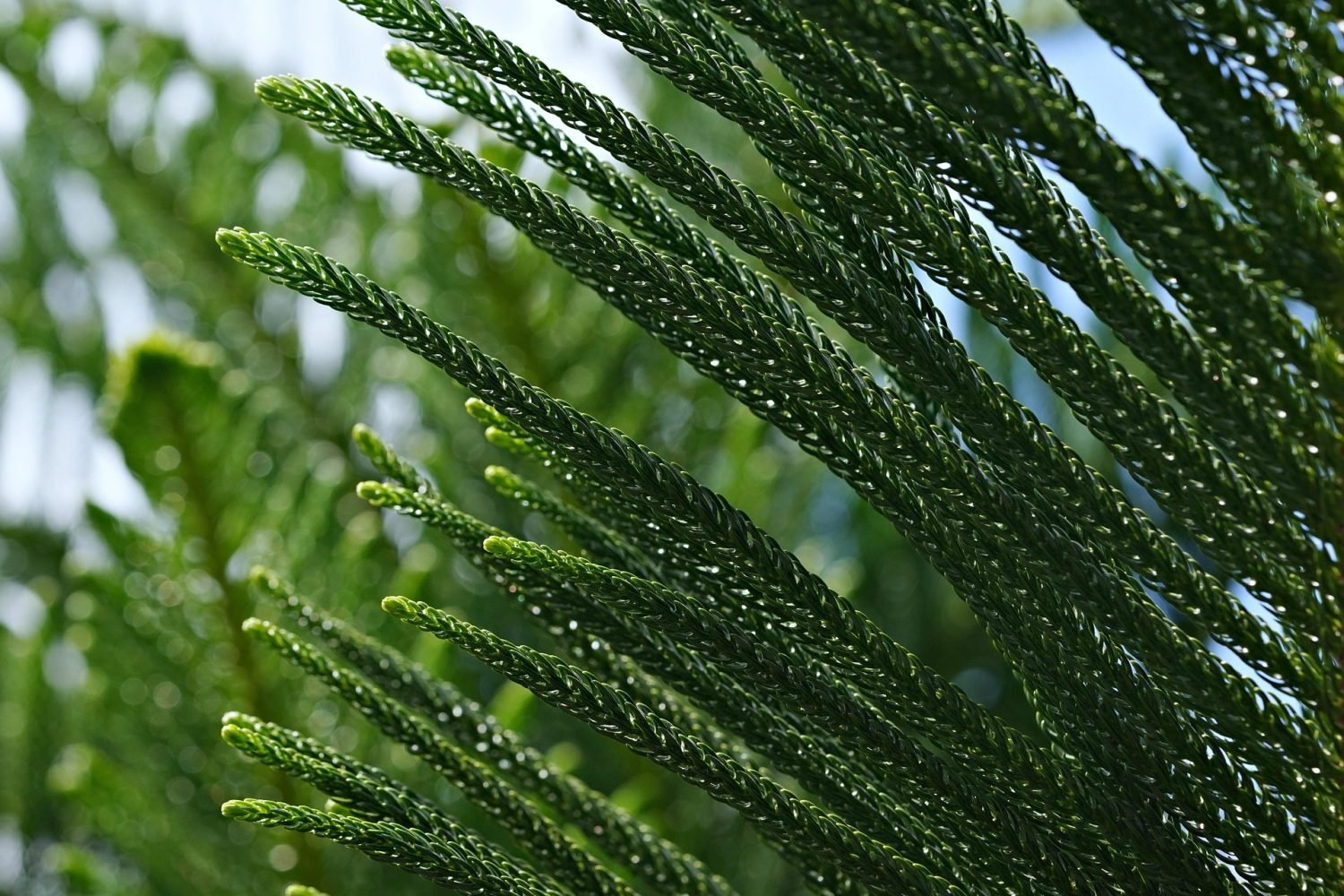 norfolk island discovery itinerary 7-day