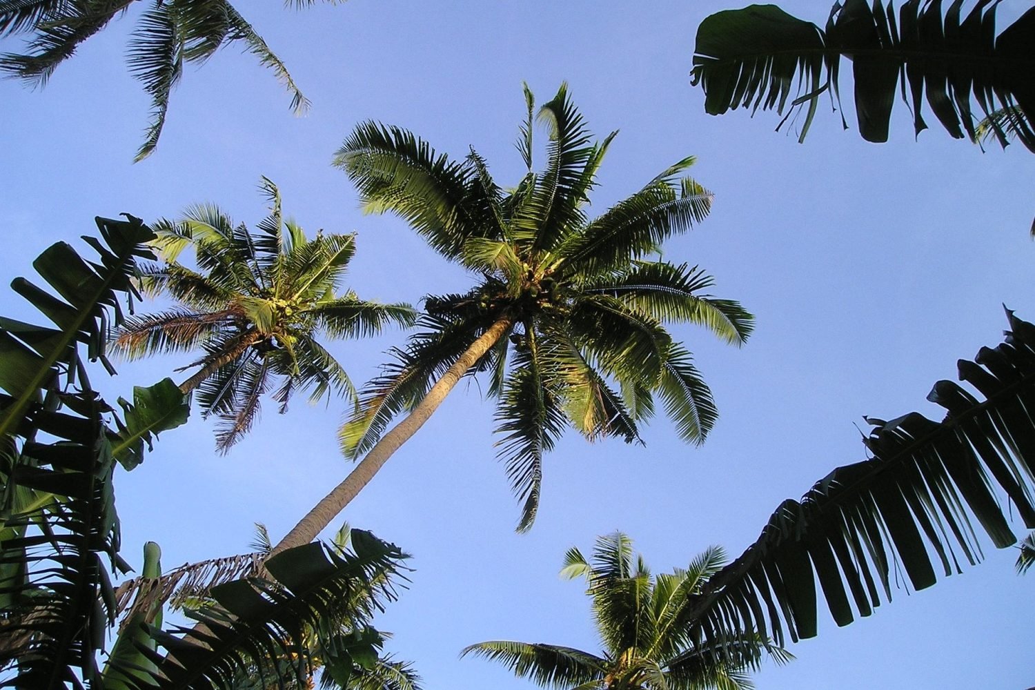 american samoa cultural & nature escape 7-day