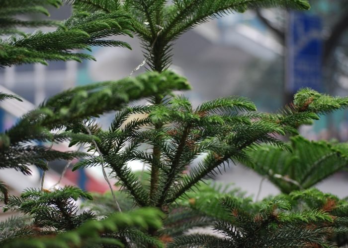 norfolk island discovery itinerary 7-day