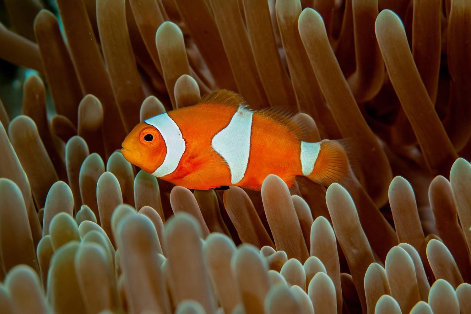 solomon islands explorer: 8-day adventure