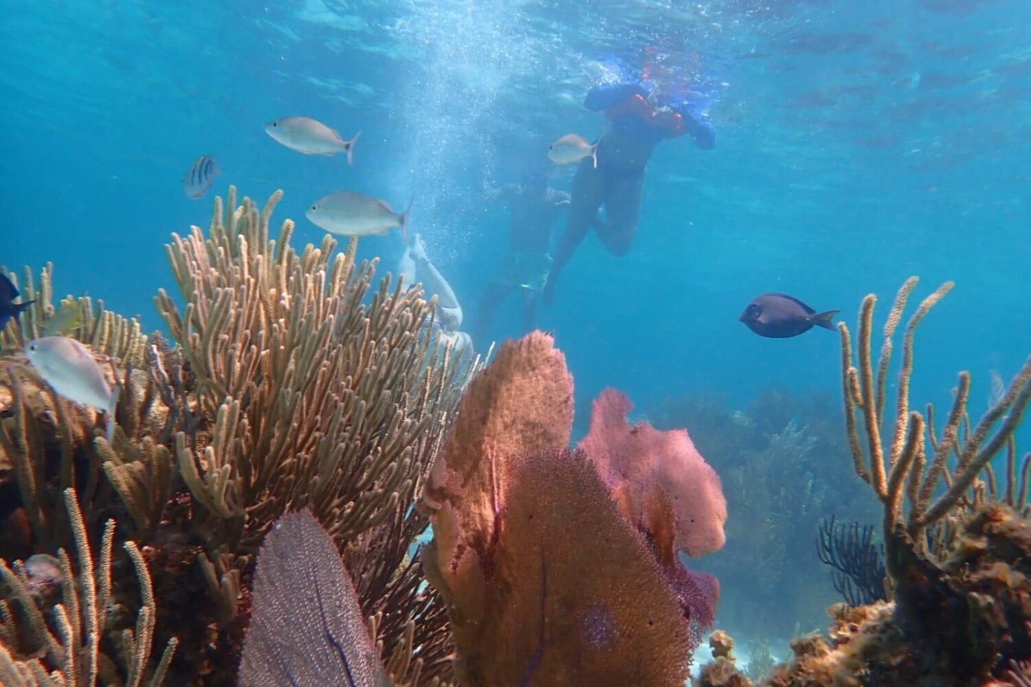 Cayman