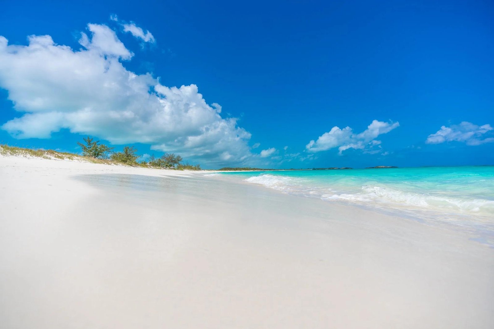 Bahamas swimming pigs tour