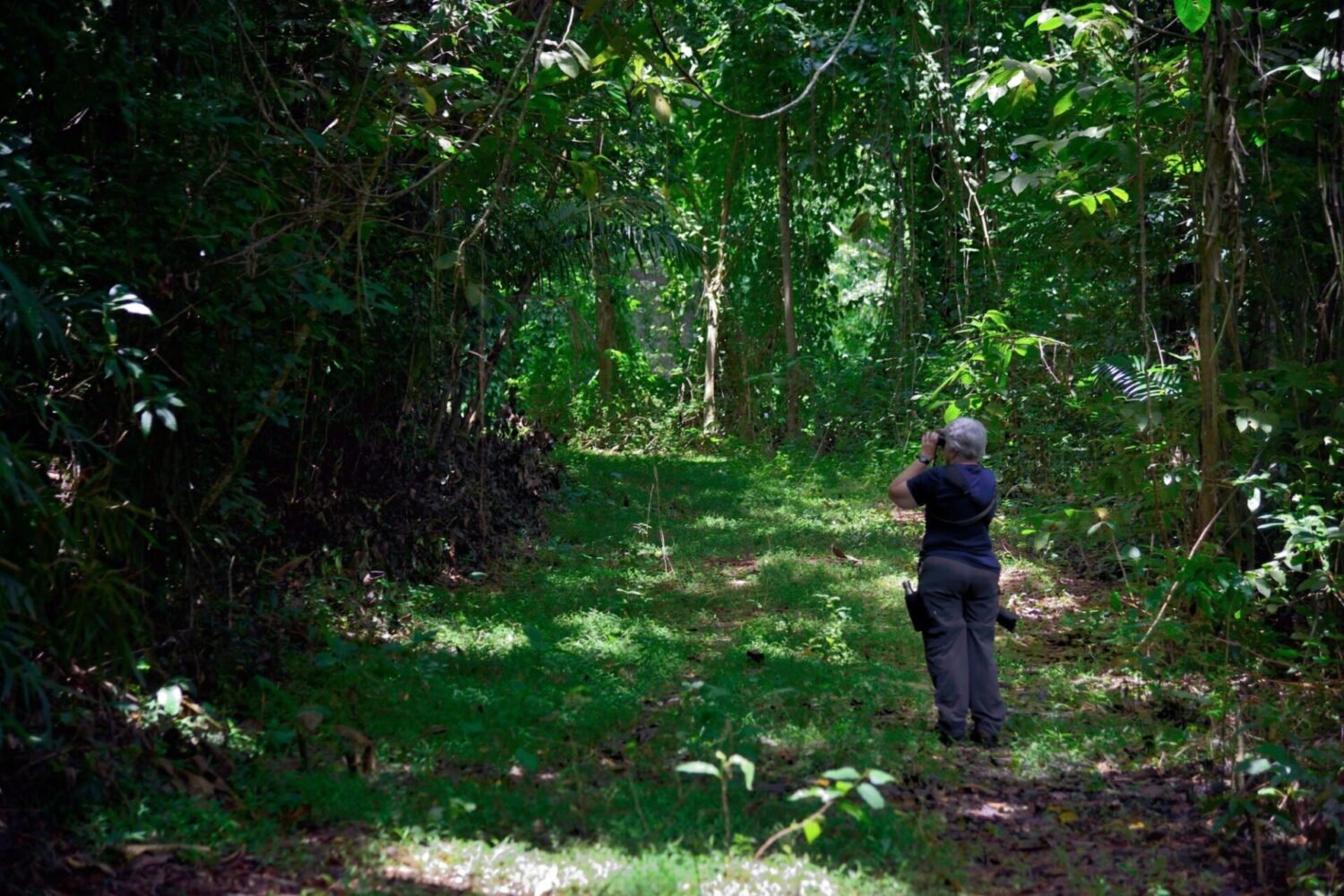 Jamaica birdwatching tour