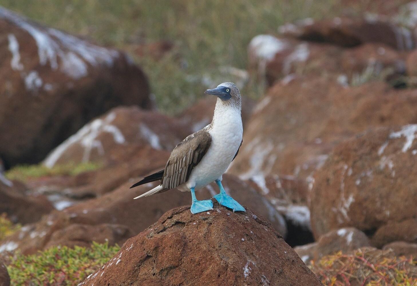 Galápagos