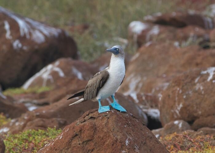 Galápagos