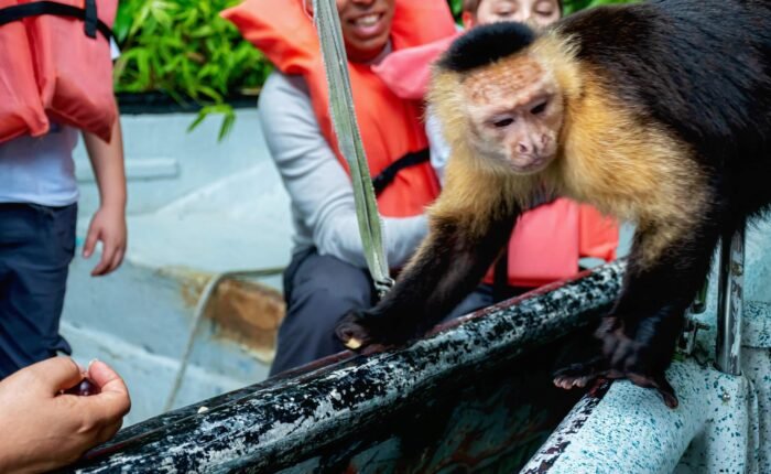 Gatun Lake Monkey