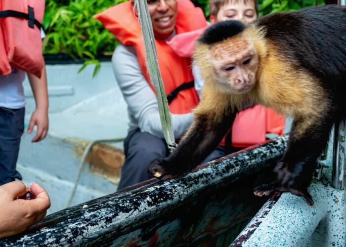 Gatun Lake Monkey