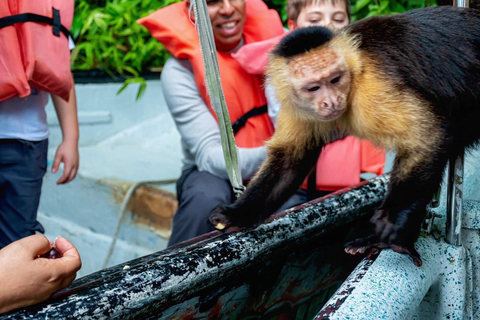 Gatun Lake Monkey